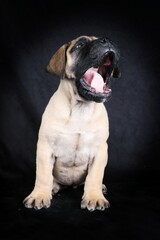 sitting puppy bullmastiff on black background 