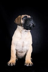 sitting puppy bullmastiff on black background 