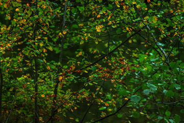 autumn leaves on a tree