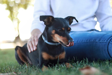 Pinscher dog sitting on grass with a playful expression, unrecognizable woman’s hand gently touching its back