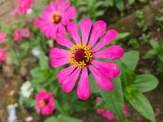 pink flower in garden