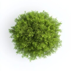 Fototapeta premium Top View of Fresh Moss with Fertile Soil