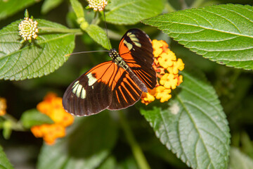 Papillon Heliconius melpomene sur une fleur tropicale