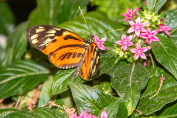 Papillon Heliconius hecale sur une fleur tropicale étoile égyptienne mauve