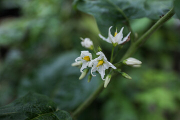 Obraz premium flowers in the forest