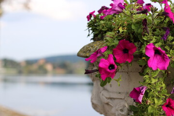 Eleganza Petunia sul Lago