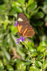 Papillon Heliconius melpomene sur une fleur tropicale