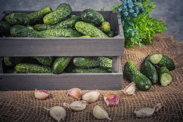 Fresh cucumbers in a wooden box and garlic on burlap background