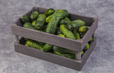 Fresh cucumbers in wooden box on rustic background. Toned.