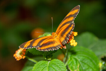 Papillon Dryadula phaetusa vu de dos sur une feuille