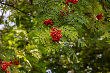 A collection of bright red berries is hanging from a tree branch