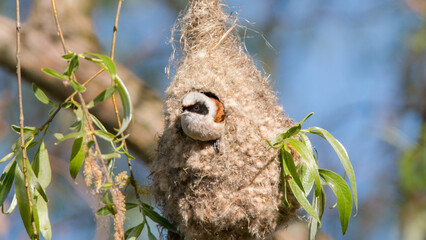 bird in the nest