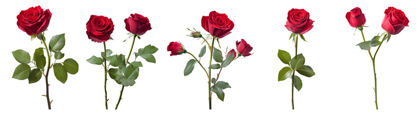 A beautiful black roses on white background