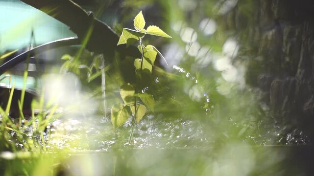 Hombre barbudo joven regando jard&iacute;n con manguera al atardecer