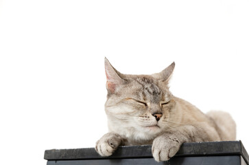 Light-Colored Striped Cat Relaxed with Closed Eyes on Dark Surface Against White Background