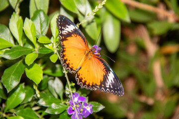 Gros plan du papillon cethosia biblis sur une feuille