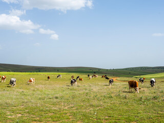 Fototapeta premium Group of cows, beautiful red black white and brown Simmental and Holstein group of cows. Livestock image of many cattle grazing on a summer pasture. Landscape nature photo of animal farming.
