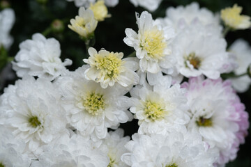 Delicate white flowers bloom abundantly in a lush garden setting after a refreshing rainstorm