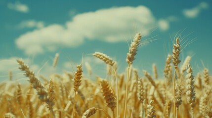 Fototapeta premium Golden Wheat Field Under Blue Sky