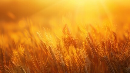 Golden Wheat Field at Sunrise