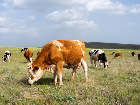 Dairy cow, side view full body grazing dairy cow. Group of holstein and Simmental cattle eating grass on a summer pasture. Livestock image of beautiful healthy farm animals. Udder full of milk.