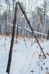 This photograph captures a winter scene in a forest where several trees have fallen