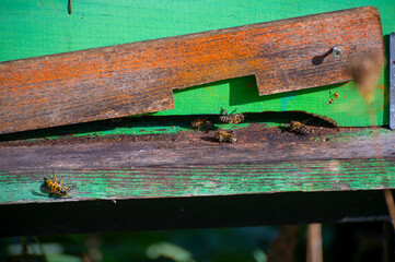 A close-up photo of a beehive entrance, with bees coming and going. The hive is made of weathered painted wood.