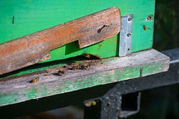 A close-up photo of a beehive entrance, with bees coming and going. The hive is made of weathered painted wood.
