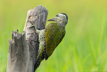 Streak-throated Woodpecker 