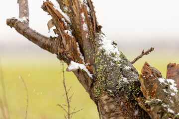 Dead tree in winter with snow