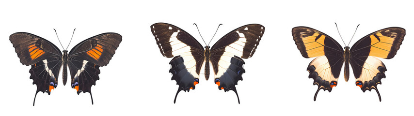 Beautiful Butterfly on Transparent Background Ai Generated