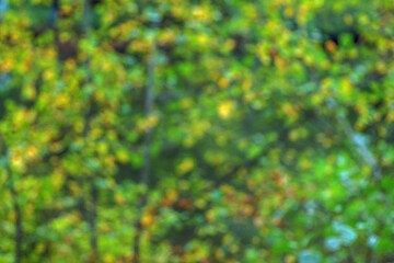 abstract background of autumn forest with bokeh defocused lights