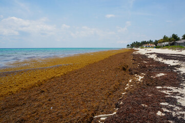 The sandy shores of a Mexican Caribbean beach are clogged with foul-smelling algae, symbolizing...