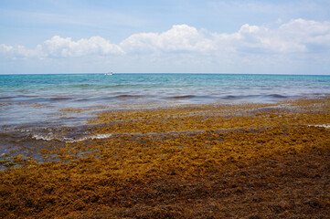 The Caribbean beach in Mexico is covered in foul-smelling seaweed, highlighting ecological issues in the region's ecosystem.
