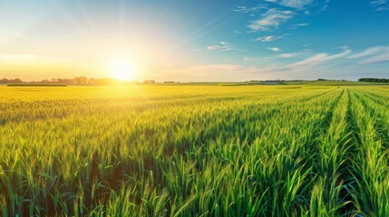 A serene sunset paints vivid hues on a vast wheat field under a clear blue sky, creating an idyllic and tranquil scene with a visible horizon.