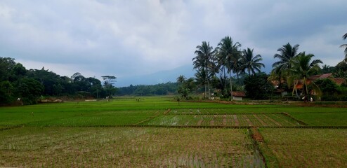 landscape with trees and clouds