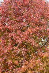 American sweetgum autumn leaves