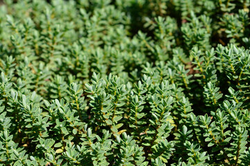 Shrubby veronica Green Globe leaves