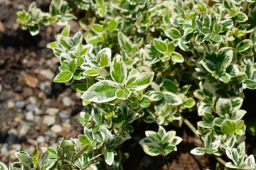 Variegated Wintercreeper leaves
