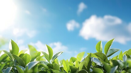 Obraz premium Lush verdant foliage set against a brilliant blue sky offering a serene and calming natural backdrop with ample space for messaging or copy