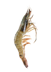 One raw tiger shrimp isolated on white. Sea food
