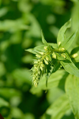 Straw foxglove flower buds