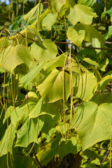 Yellow catalpa branch with seed pods