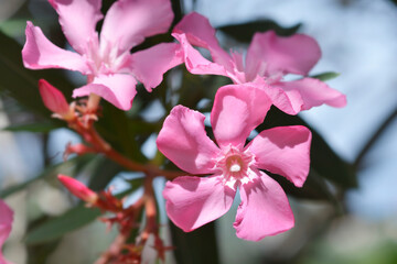 Common oleander flowers
