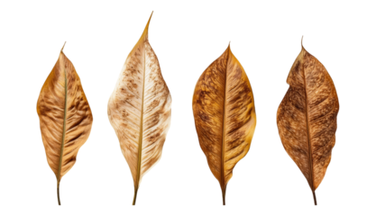 Four dry leaves with veins and brown color on transparent  background. Autumn foliage concept.