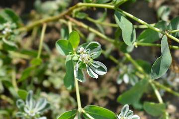 Snow-on-the-mountain flowers and leaves