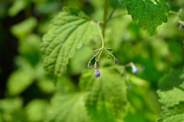 Blue mist spiraea flower buds and leaves