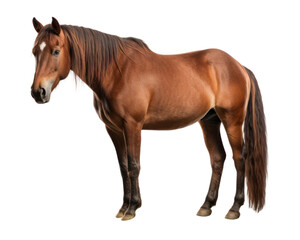 Obraz premium PNG Horse grazing stallion mammal animal.