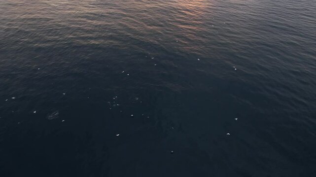 Orcas, also know as Killer Whales, in icelandic waters. Fishing boats near the whales. Northern Gannets flying around and diving into the sea. Filmed with a Drone in Iceland.