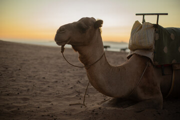 Sunseet and dromader © Natalia